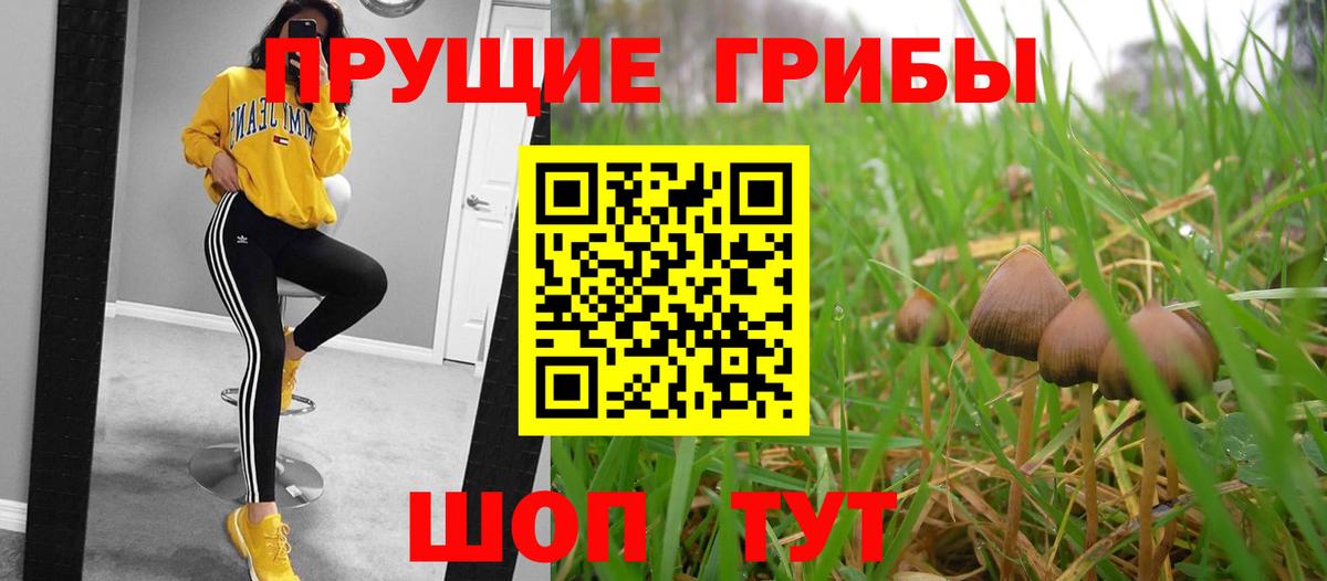 Псилоцибиновые грибы Cubensis Барабинск